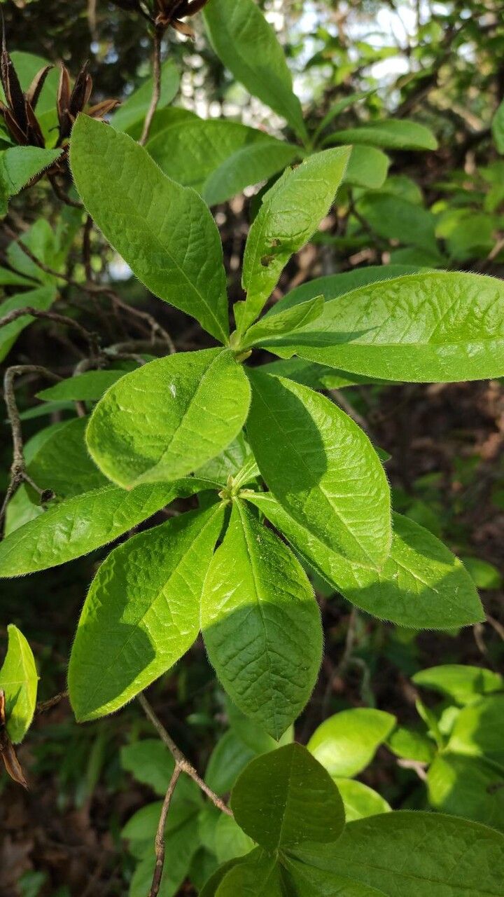 Rhododendron prinophyllum — search result for 'Rhododendron'