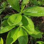 Rhododendron prinophyllum
