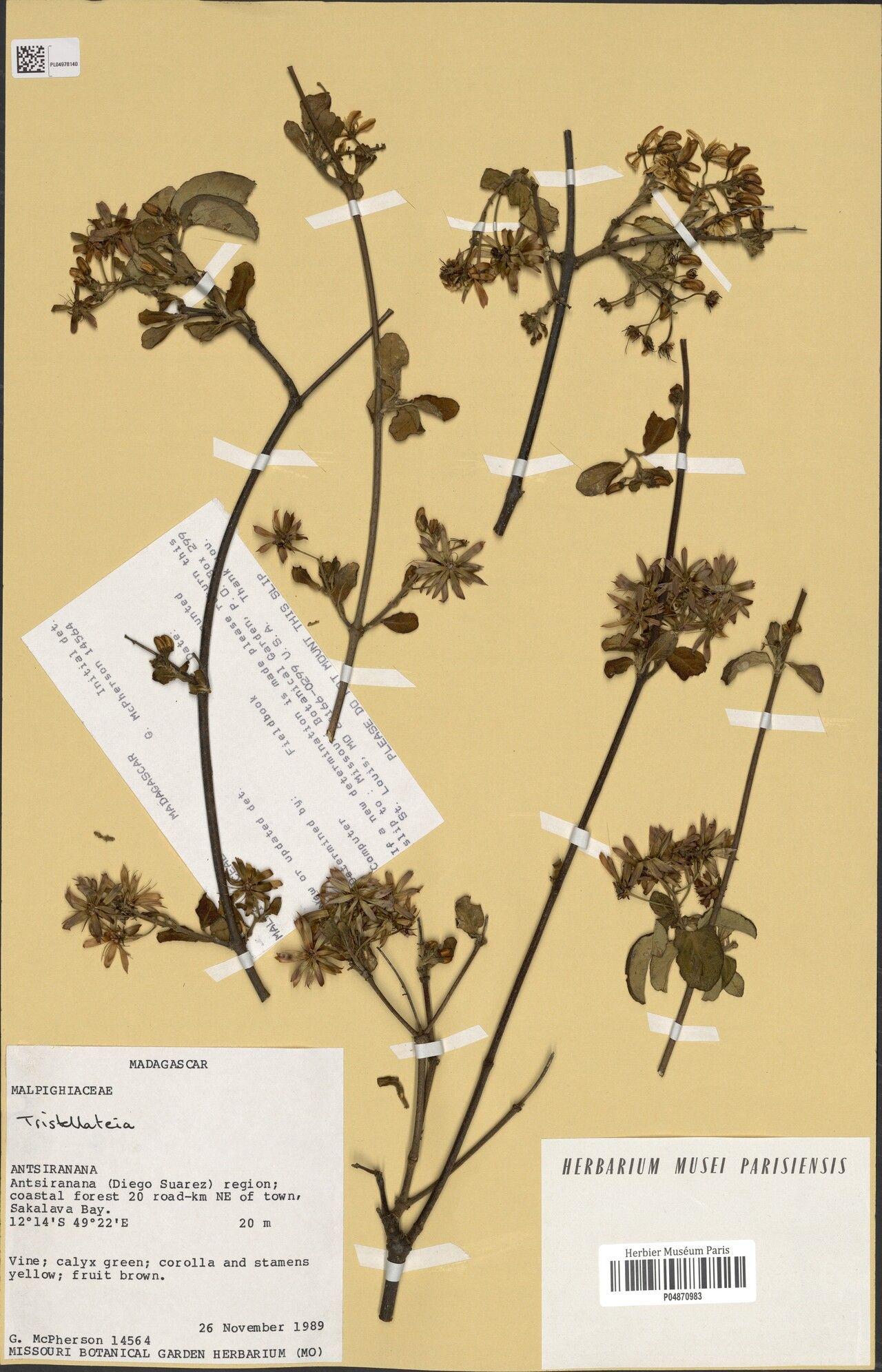 Tristellateia cordifolia — related species from the same genus