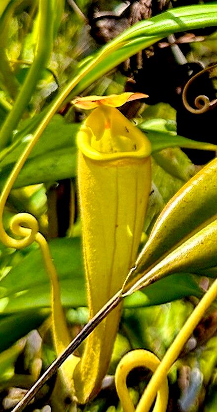 Nepenthes madagascariensis flower