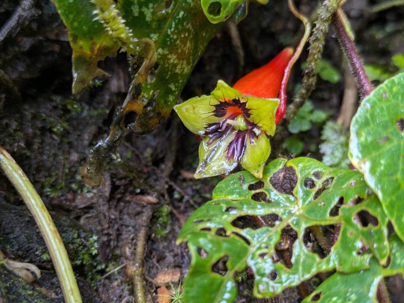 Tropaeolum deckerianum