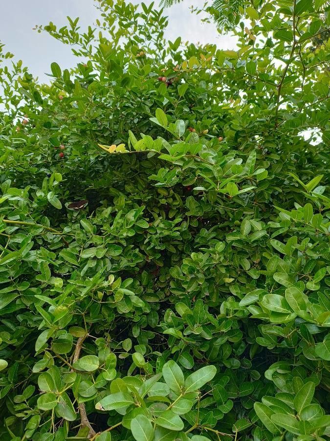 Carissa carandas leaf