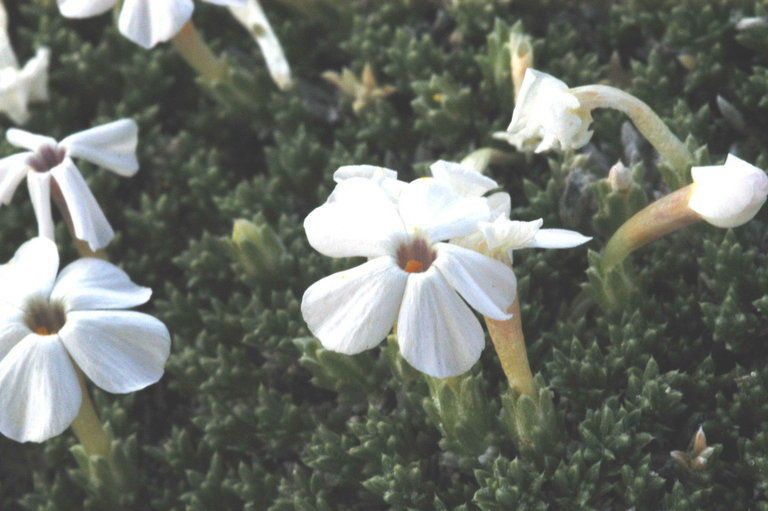 Phlox griseola flower