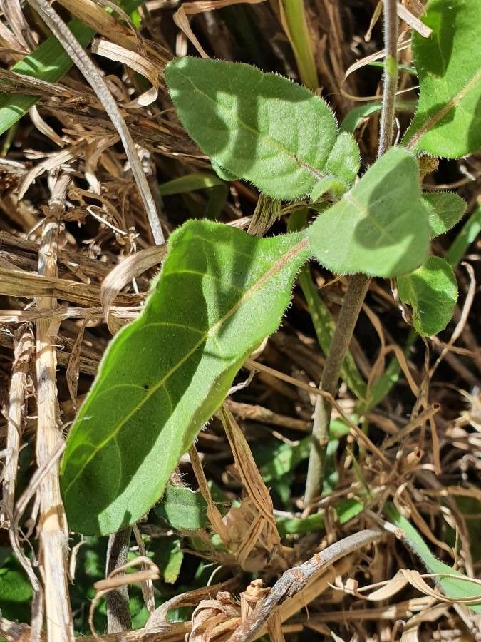 Crossandra massaica leaf