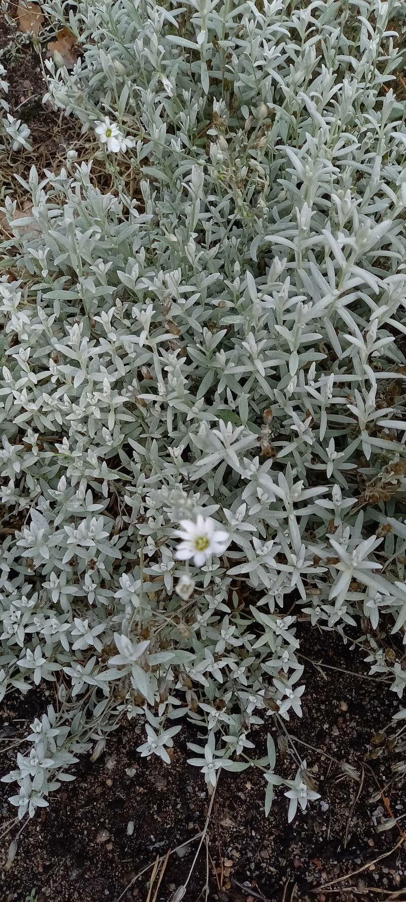 Cerastium biebersteinii flower