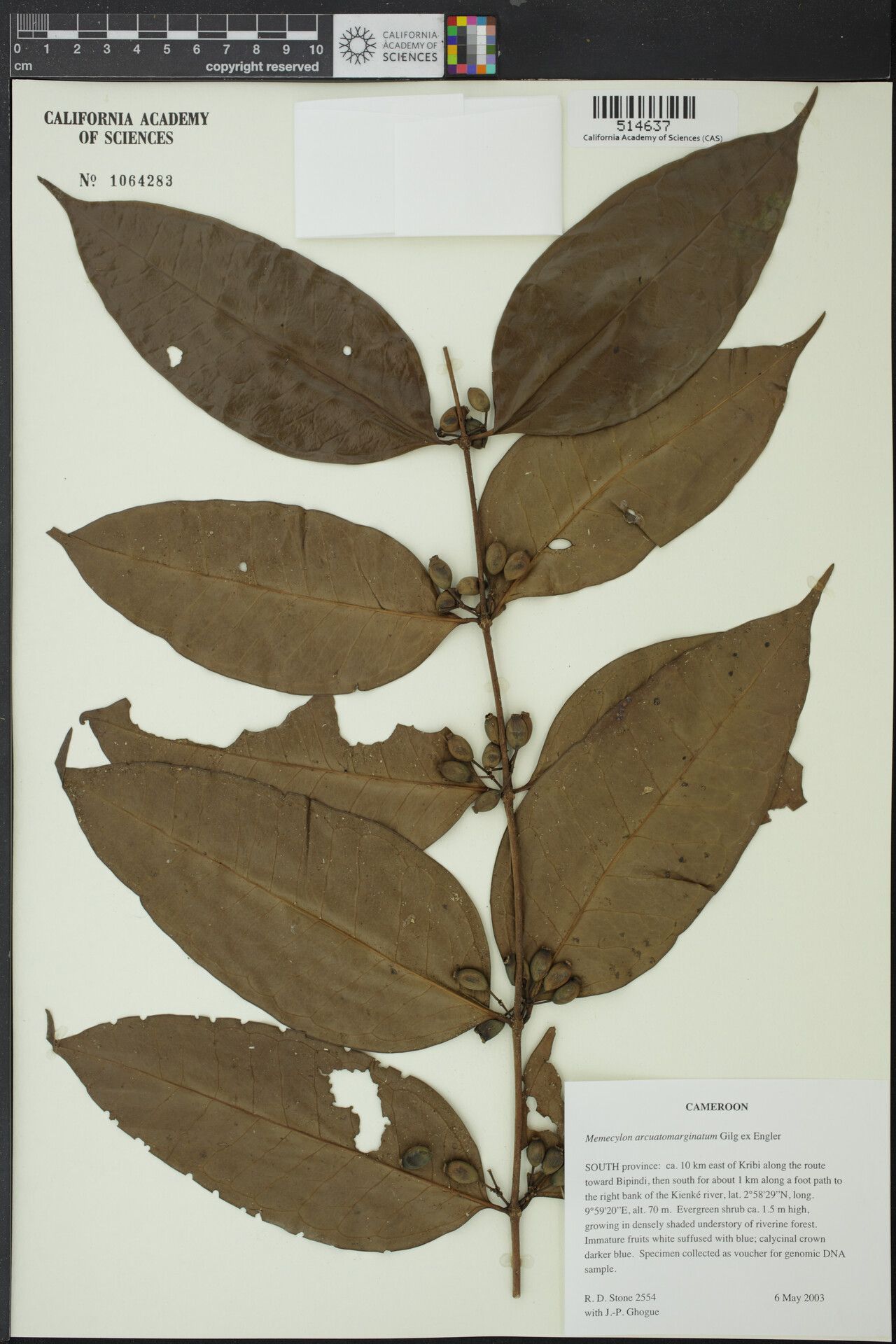 Memecylon arcuatomarginatum — search result for 'Memecylon'