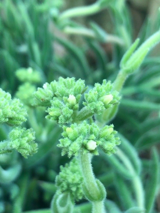 Crassula Mesembryanthemoides flower