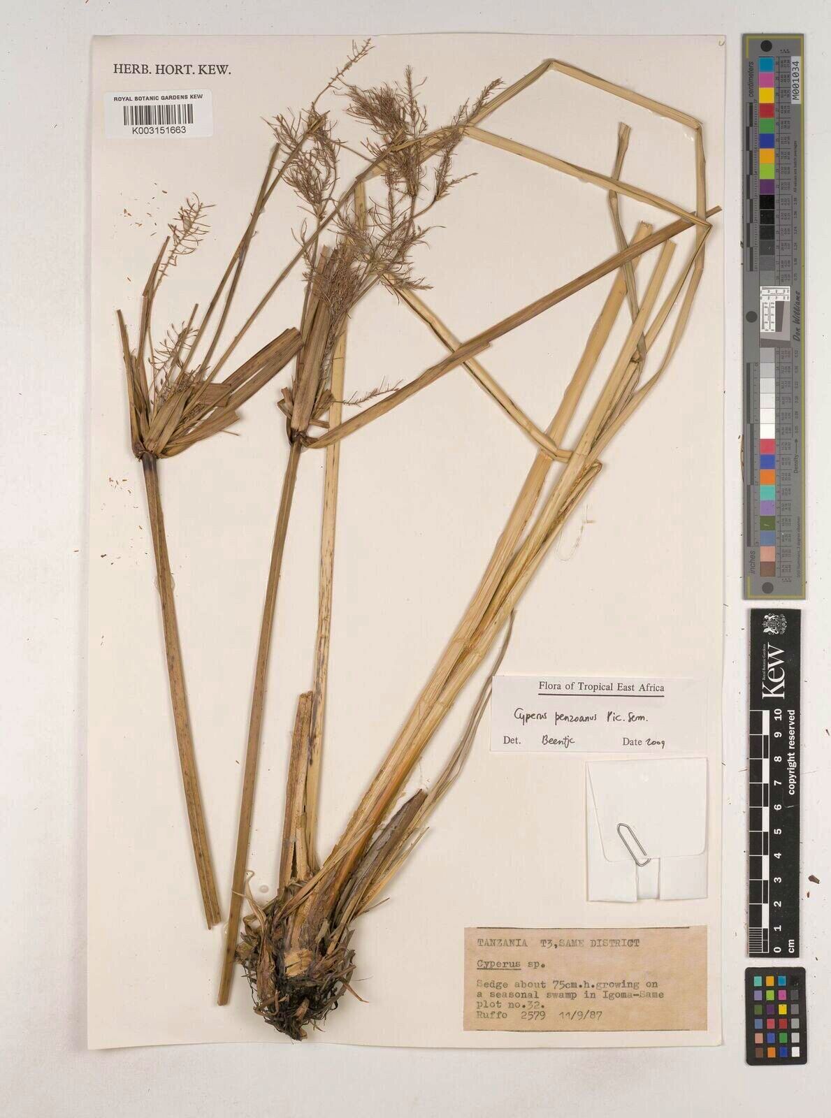 Cyperus penzoanus — houseplant care guide