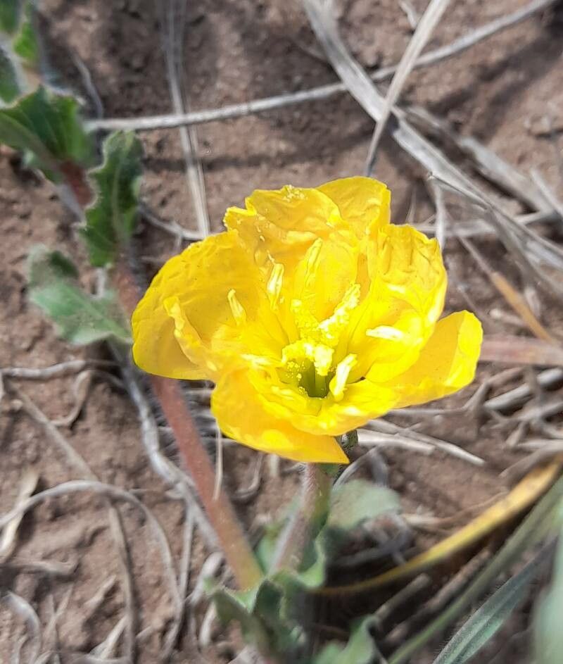 Oenothera odorata flower