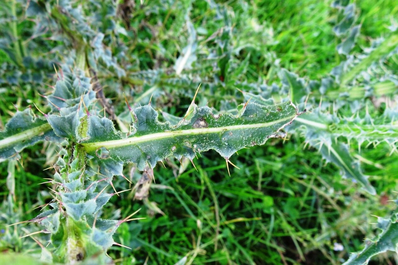 Carduus nutans leaf
