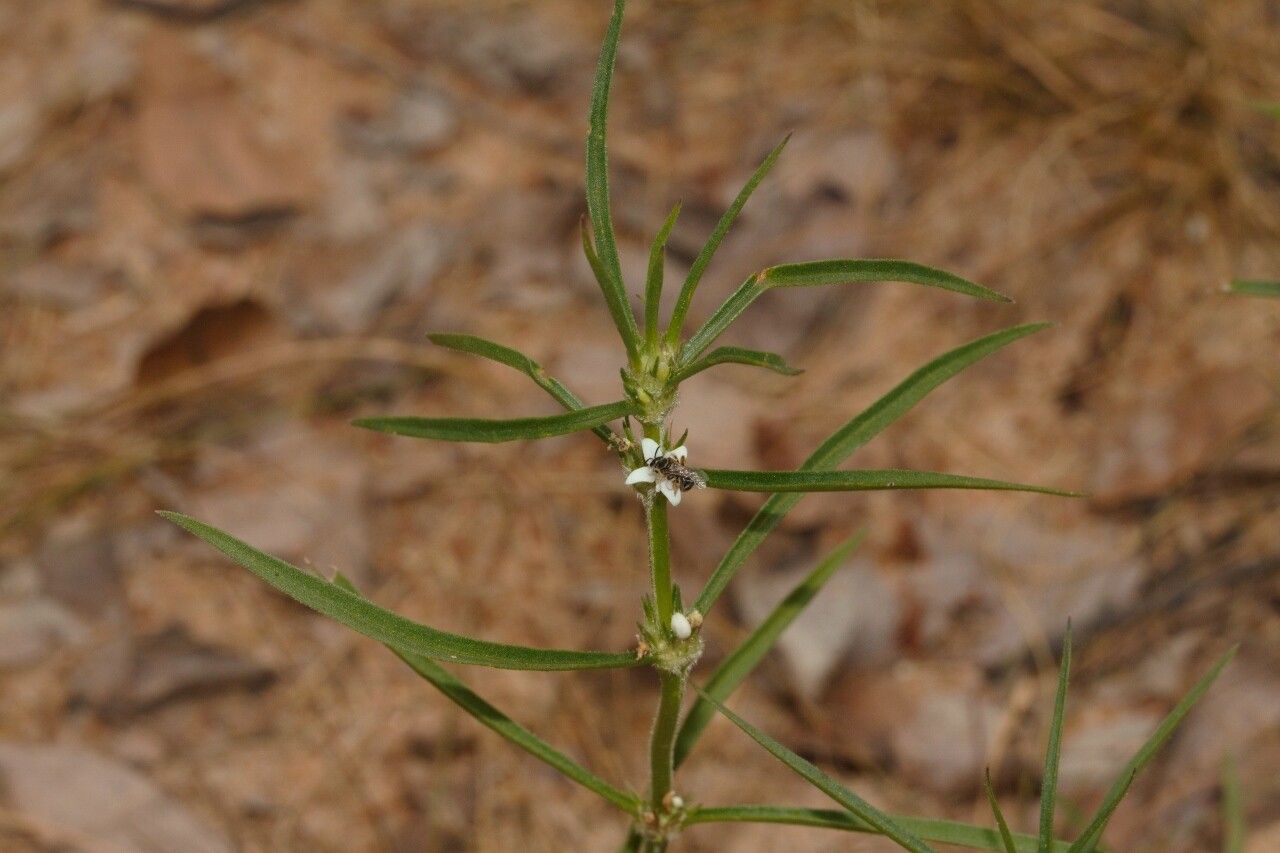 Spermacoce subvulgata habit