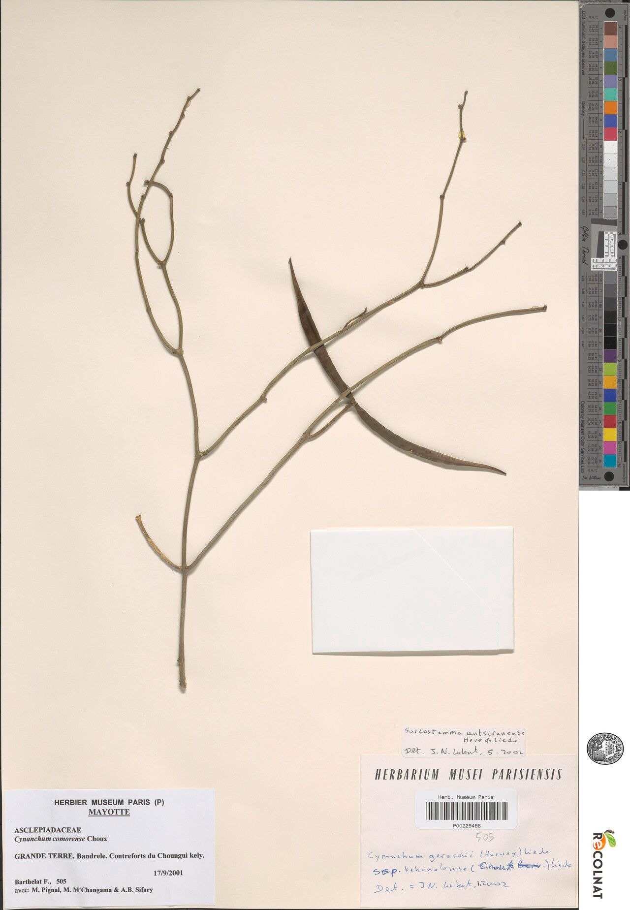 Cynanchum antsiranense — search result for 'Cynanchum'