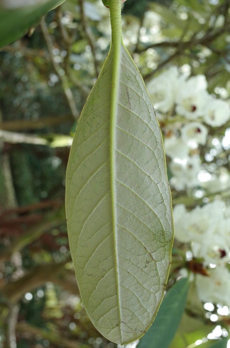 Rhododendron grande leaf