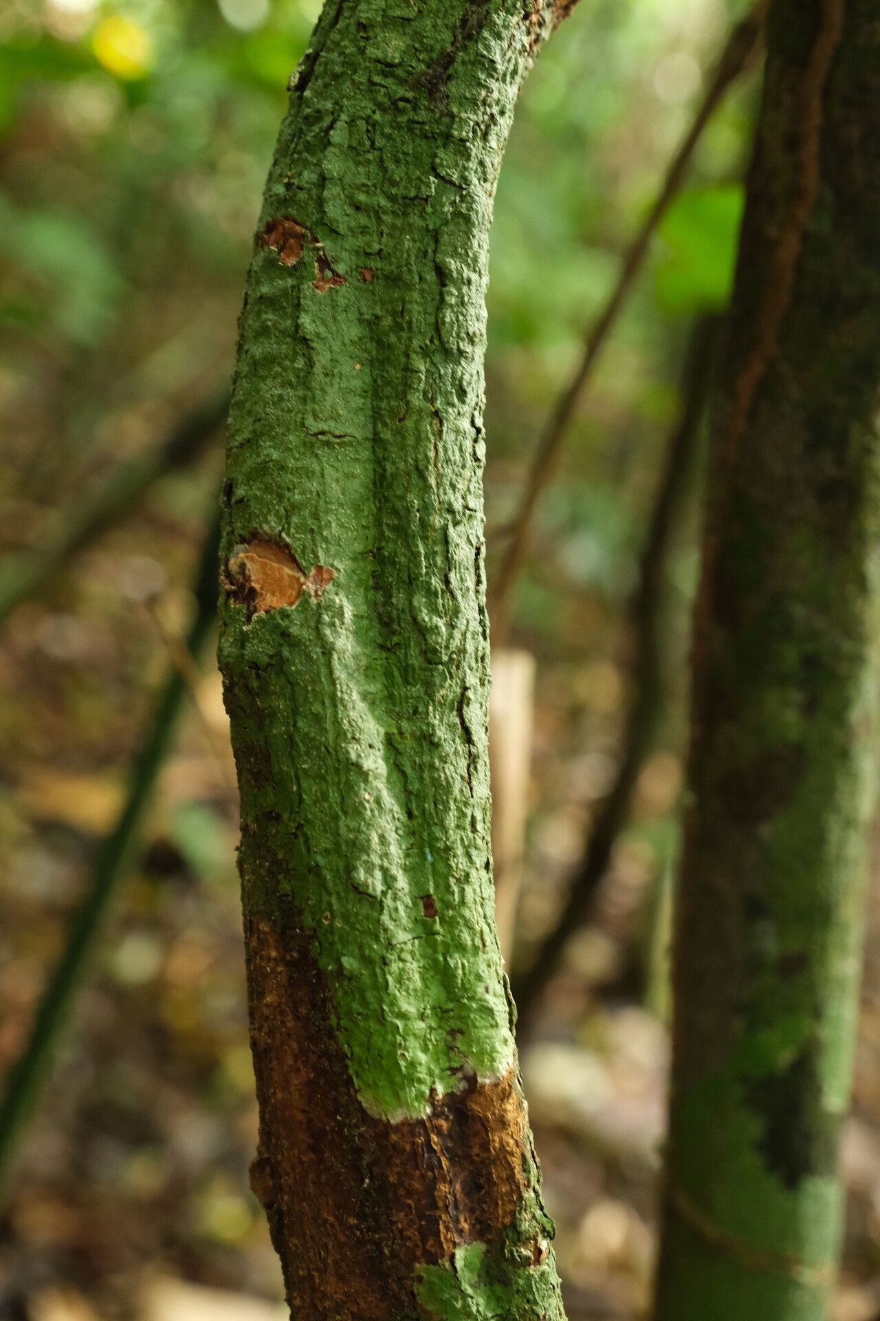 Ancylobothrys robusta bark