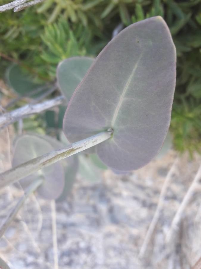 Streptanthus glandulosus — search result for 'Niger'