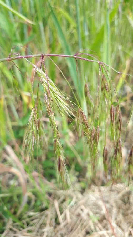 Bromus arvensis flower