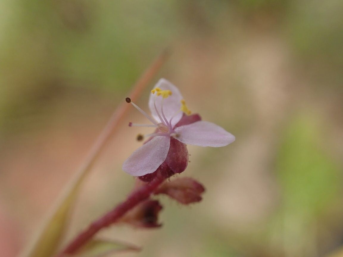 Floscopa aquatica — related species from the same genus