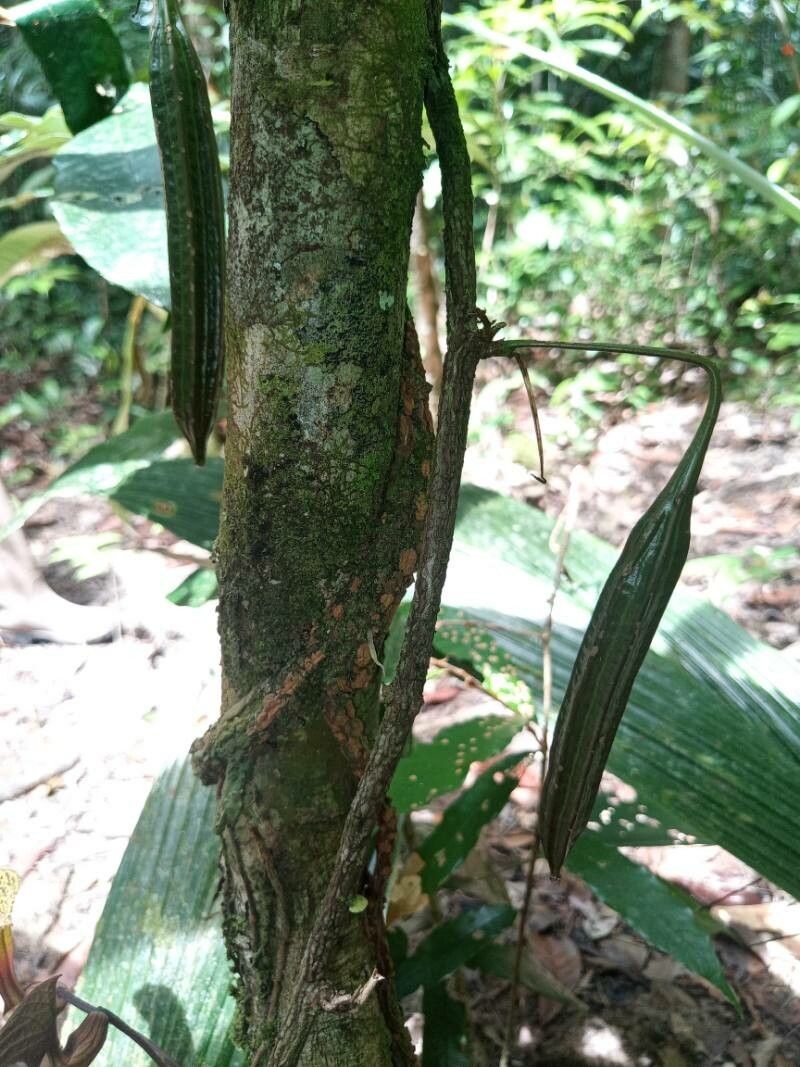 Aristolochia wankeana fruit