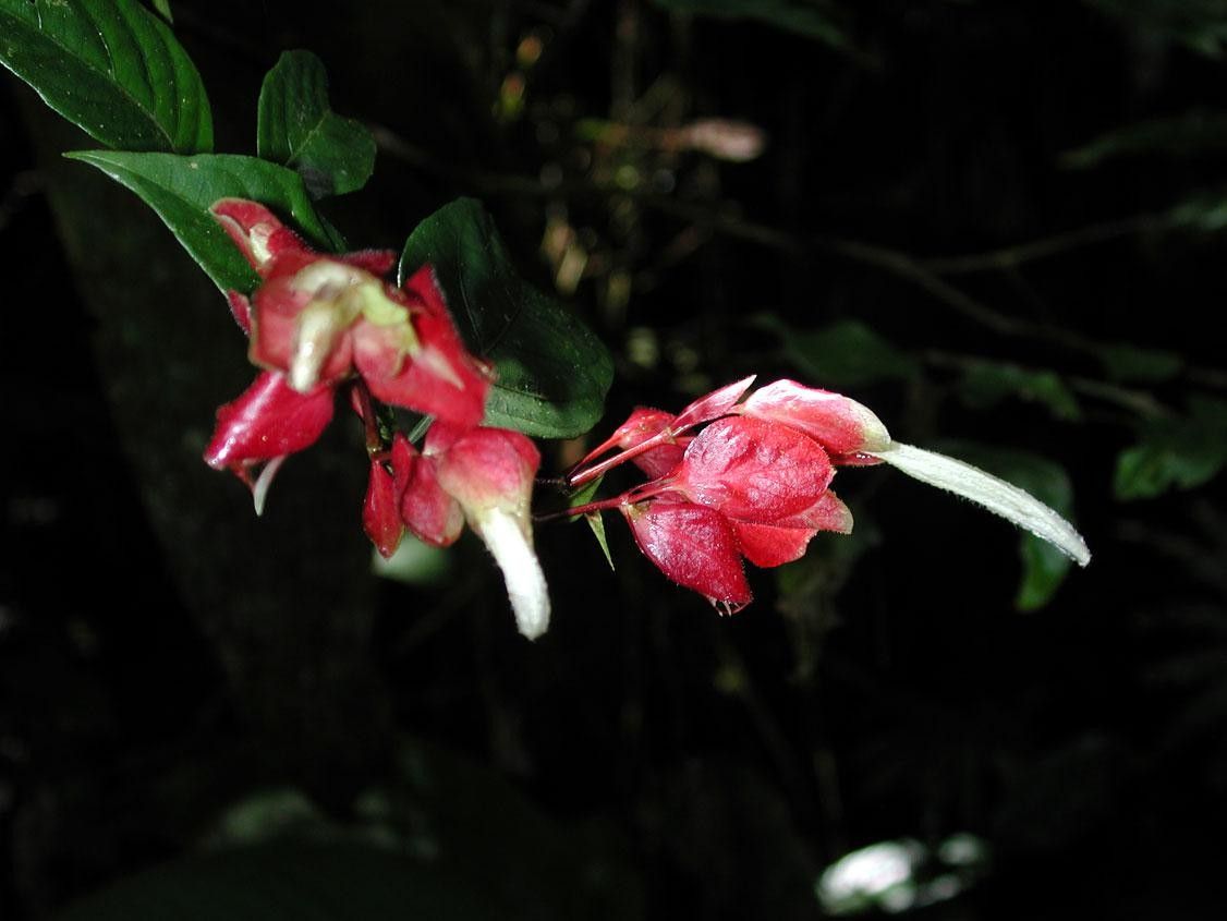 Justicia sarapiquensis — search result for 'Justicia'