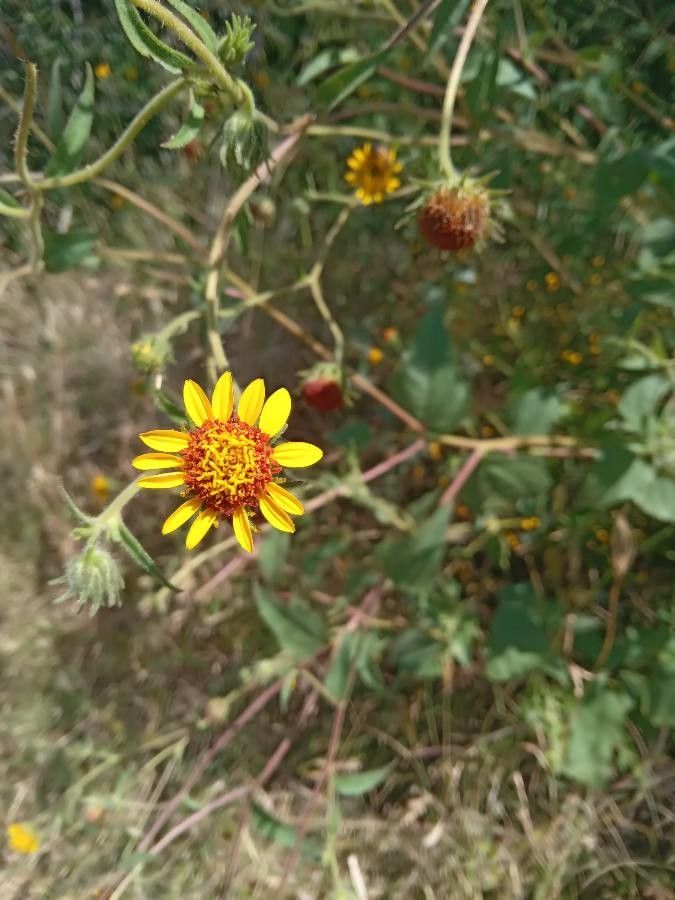 Helianthus ciliaris flower