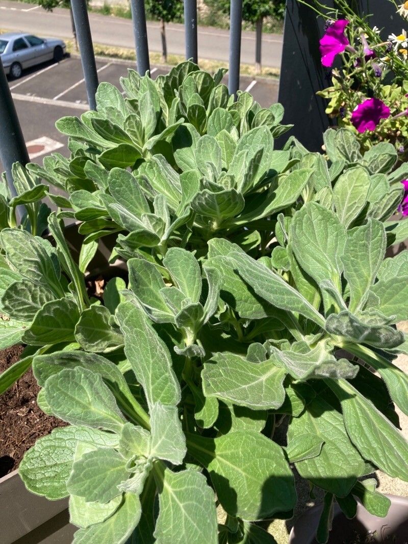 Aster spathulifolius leaf