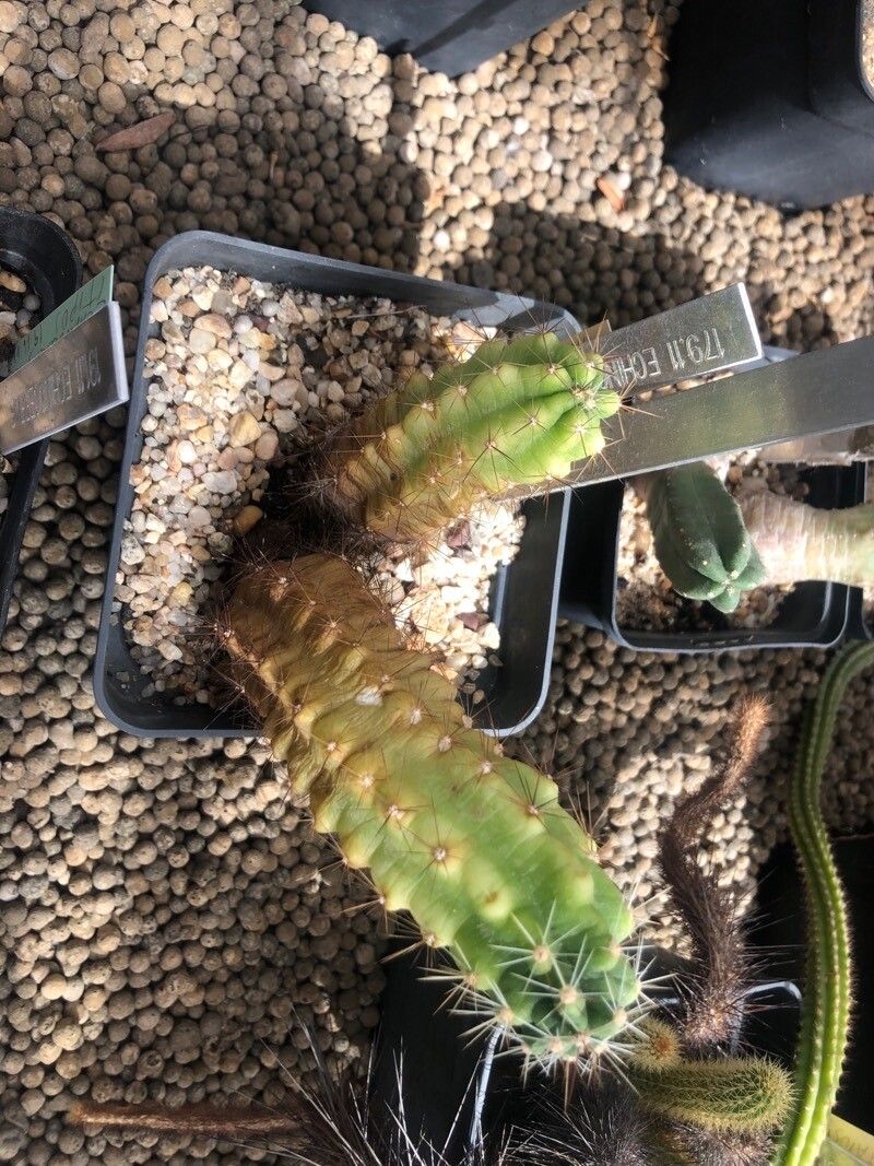 Echinocereus enneacanthus — search result for 'Echinocereus'