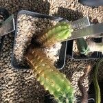 Echinocereus enneacanthus