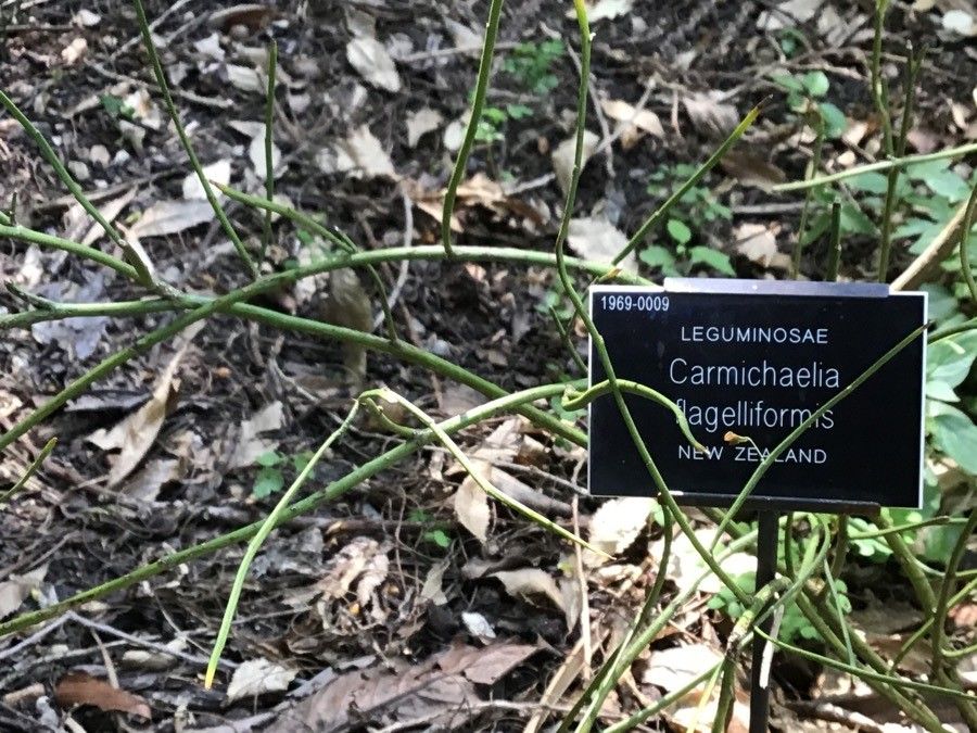 Carmichaelia australis leaf
