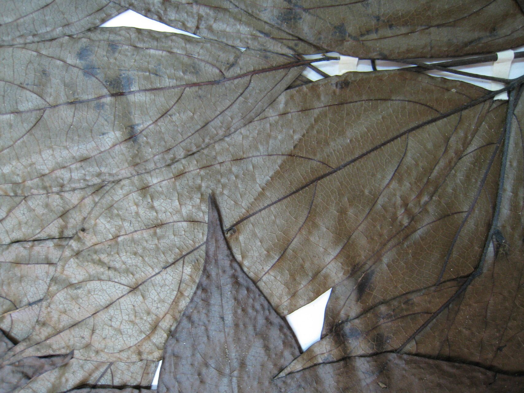 Cordia panicularis other