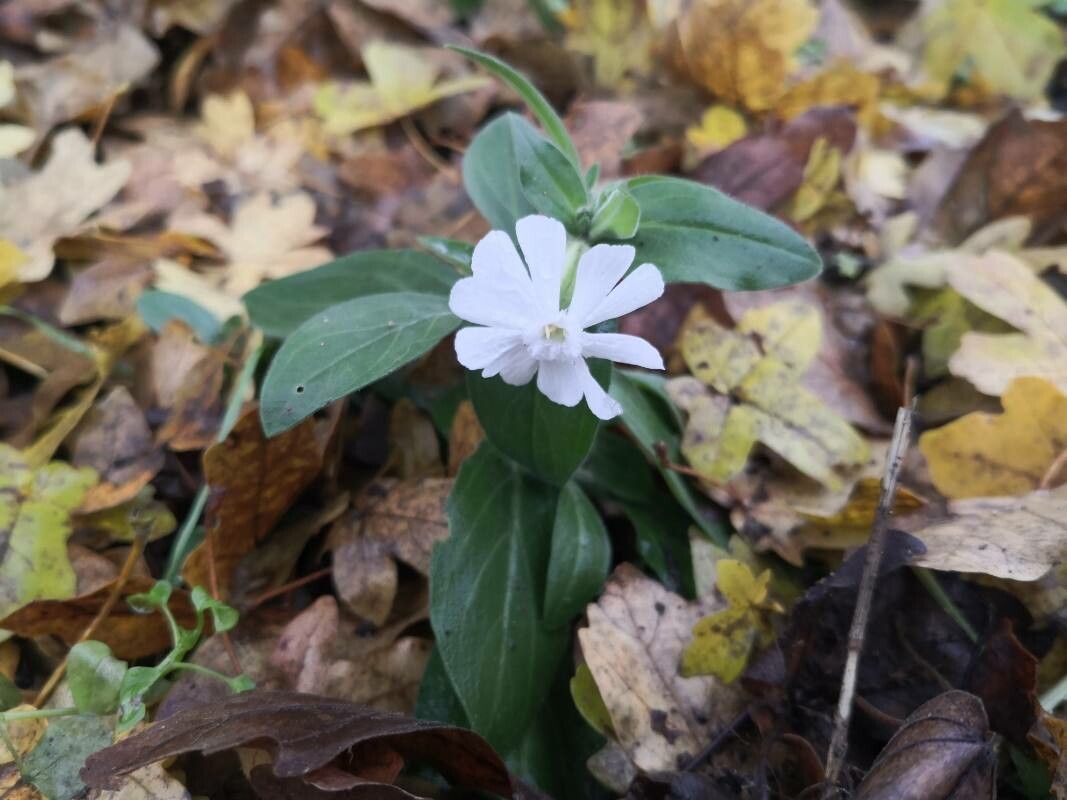 Silene andryalifolia flower