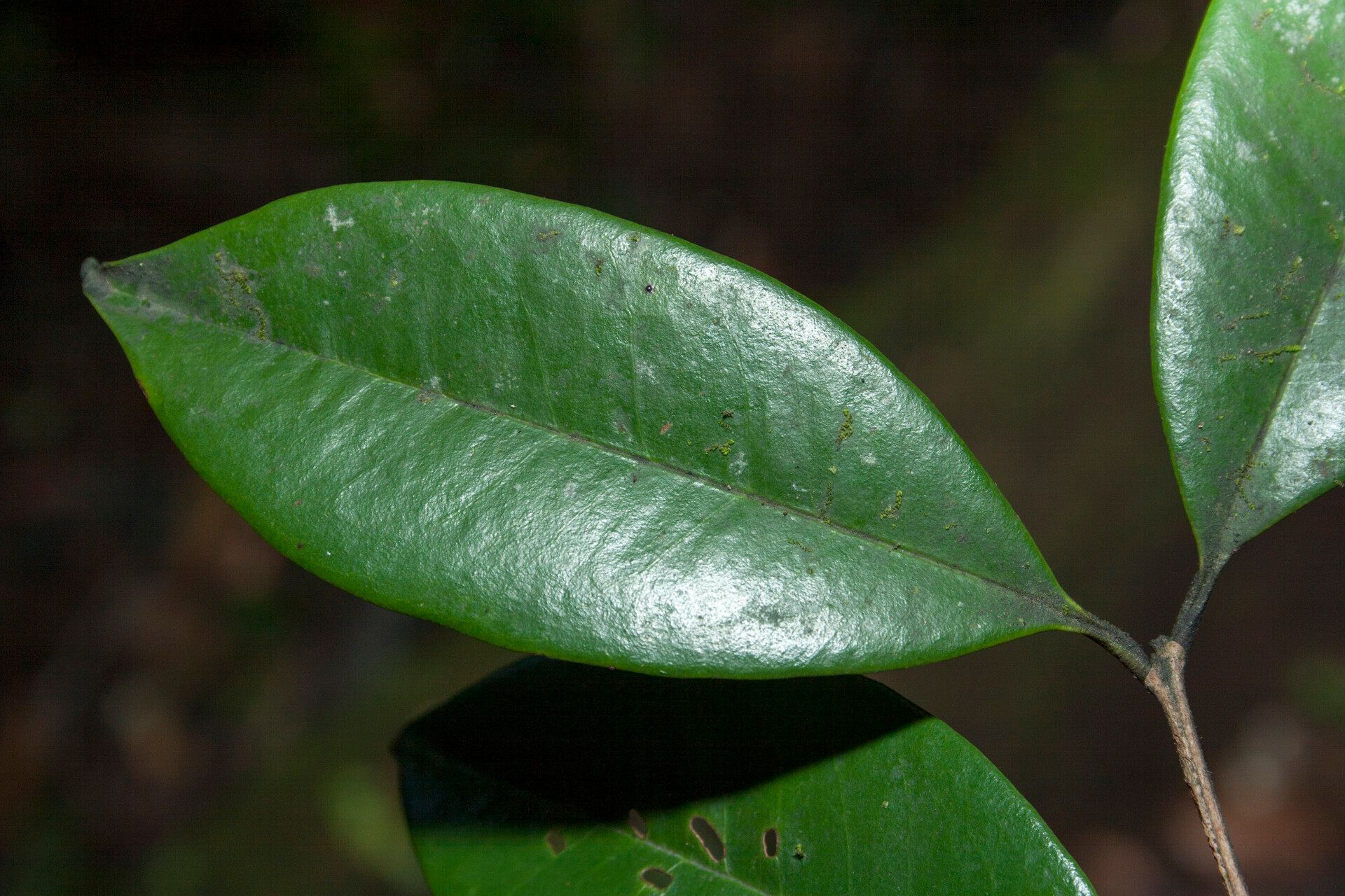 Eugenia spruceana — houseplant care guide