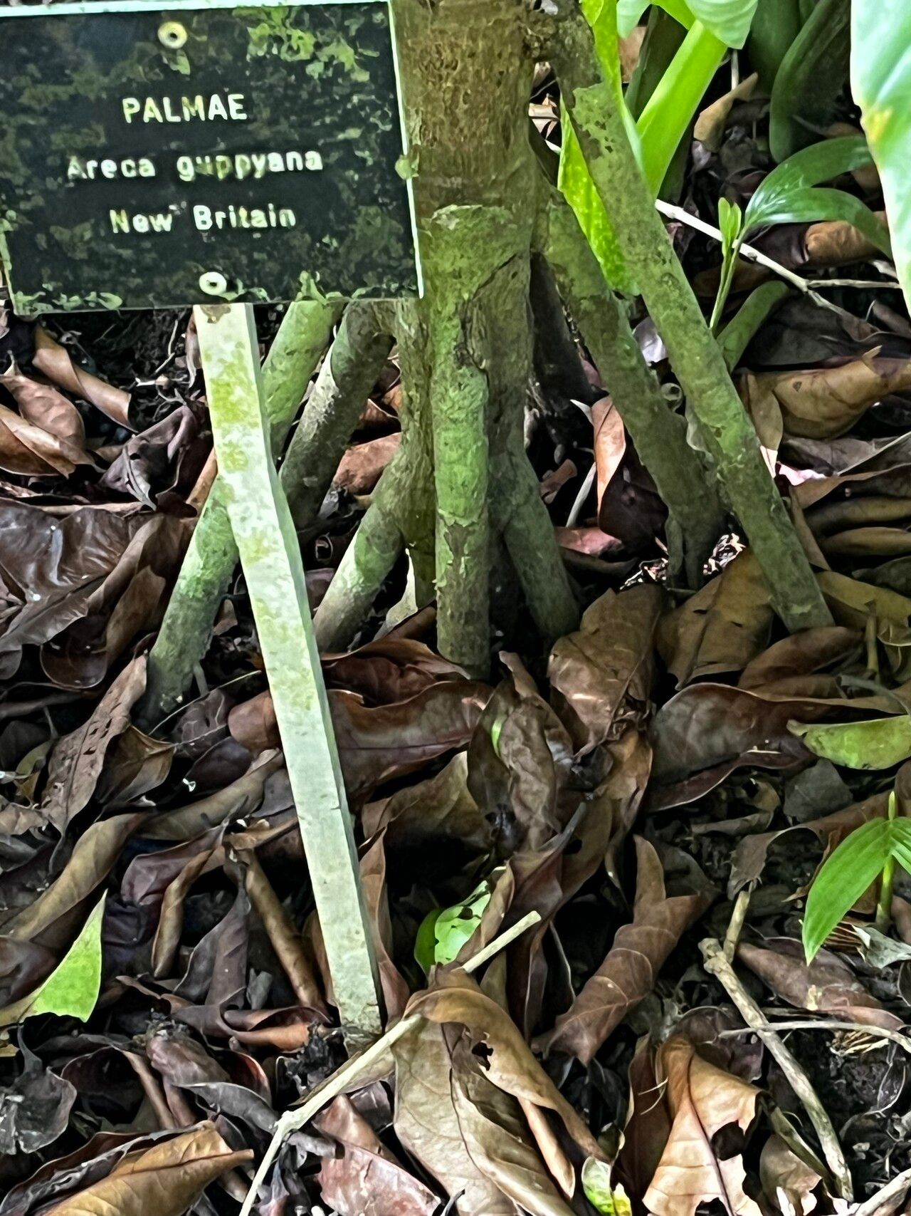 Areca novohibernica bark