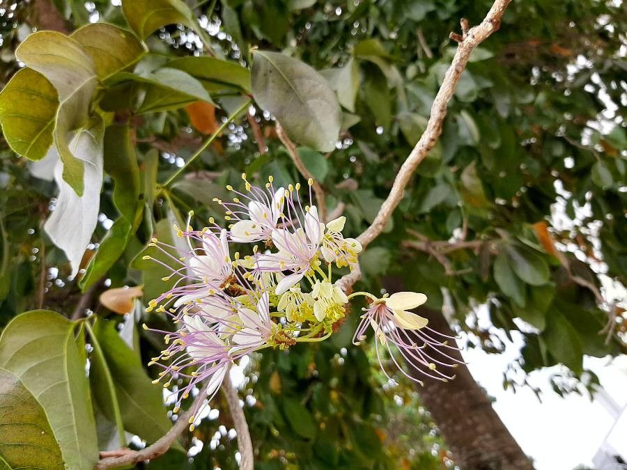 Crateva religiosa flower