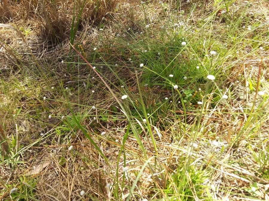 Eriocaulon decangulare flower