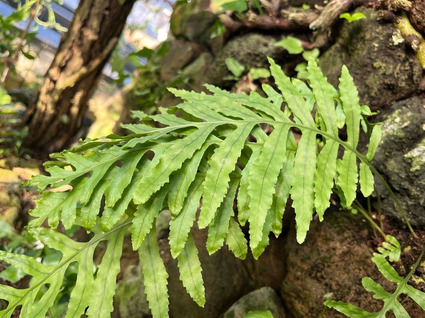 Polypodium macaronesicum — search result for 'Polypodium'