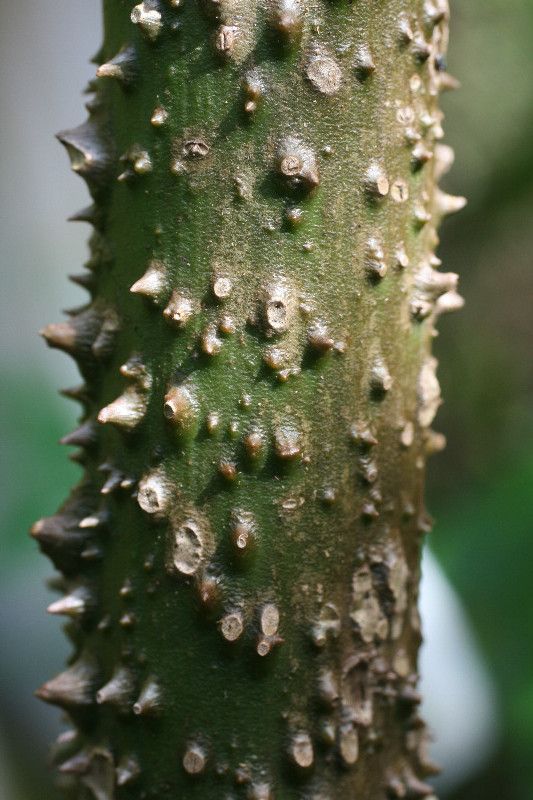 Montrichardia arborescens bark