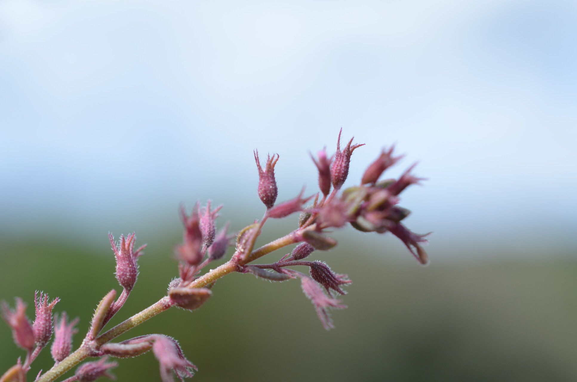 Micromeria microphylla fruit