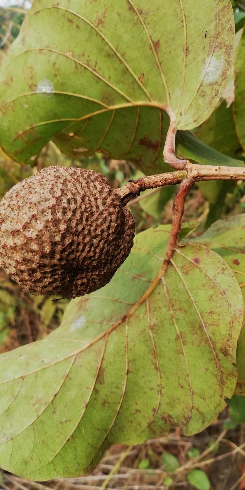 Nauclea latifolia fruit