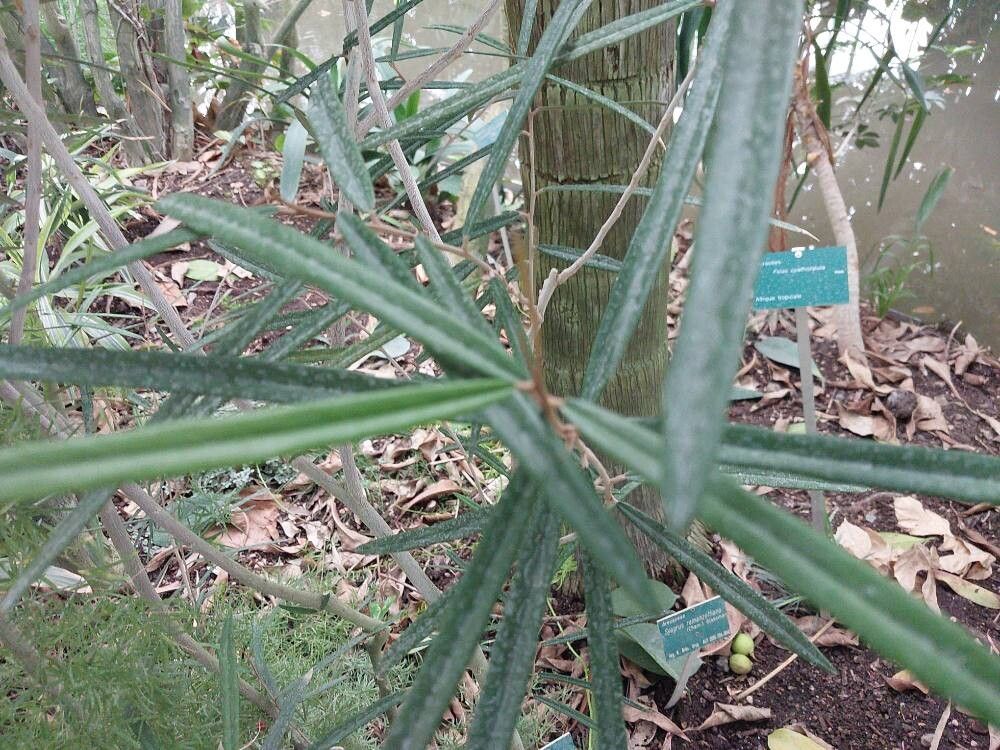 Capparis salicifolia — search result for 'Capparis'