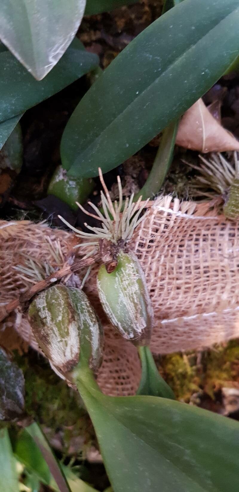 Bulbophyllum sterile other