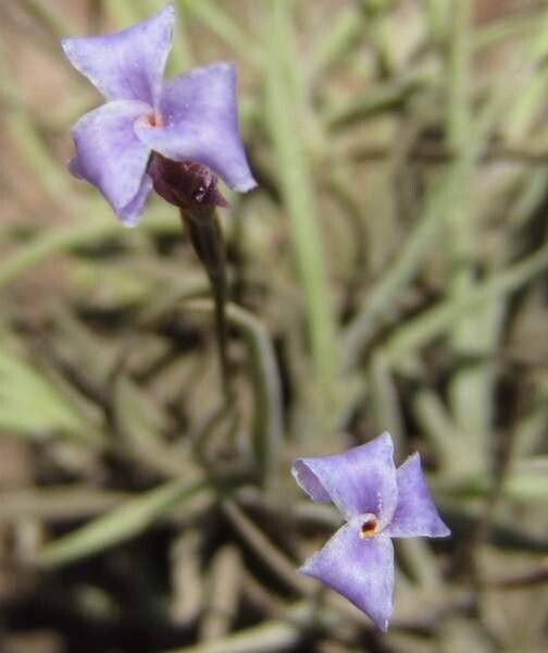 Tillandsia bandensis flower