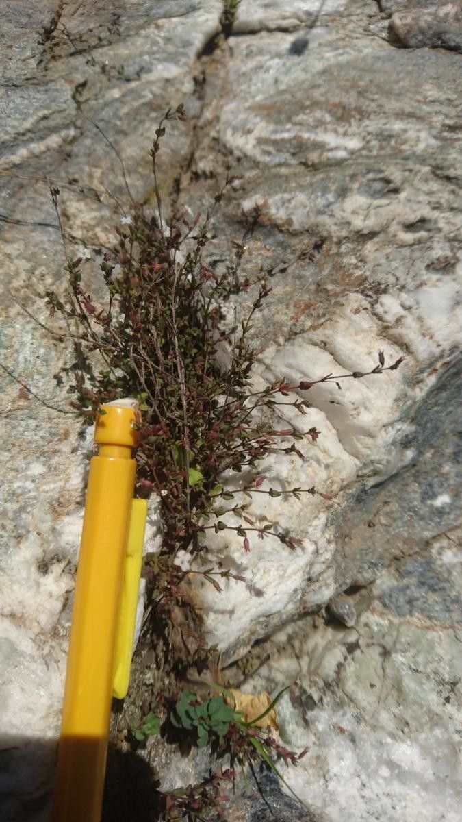 Micromeria filiformis habit