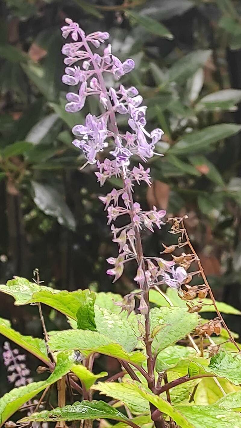 Plectranthus fruticosus flower