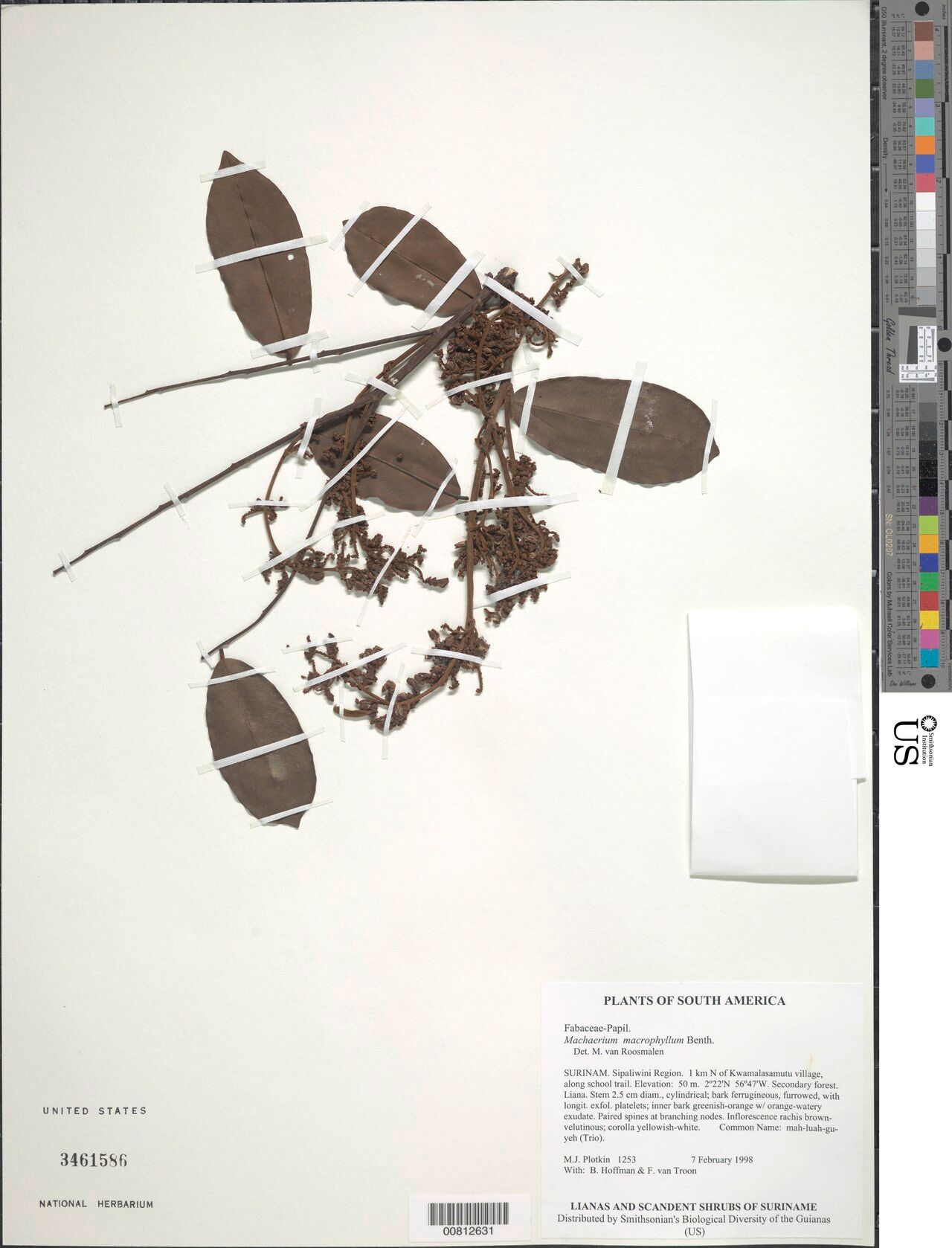 Machaerium macrophyllum — houseplant care guide