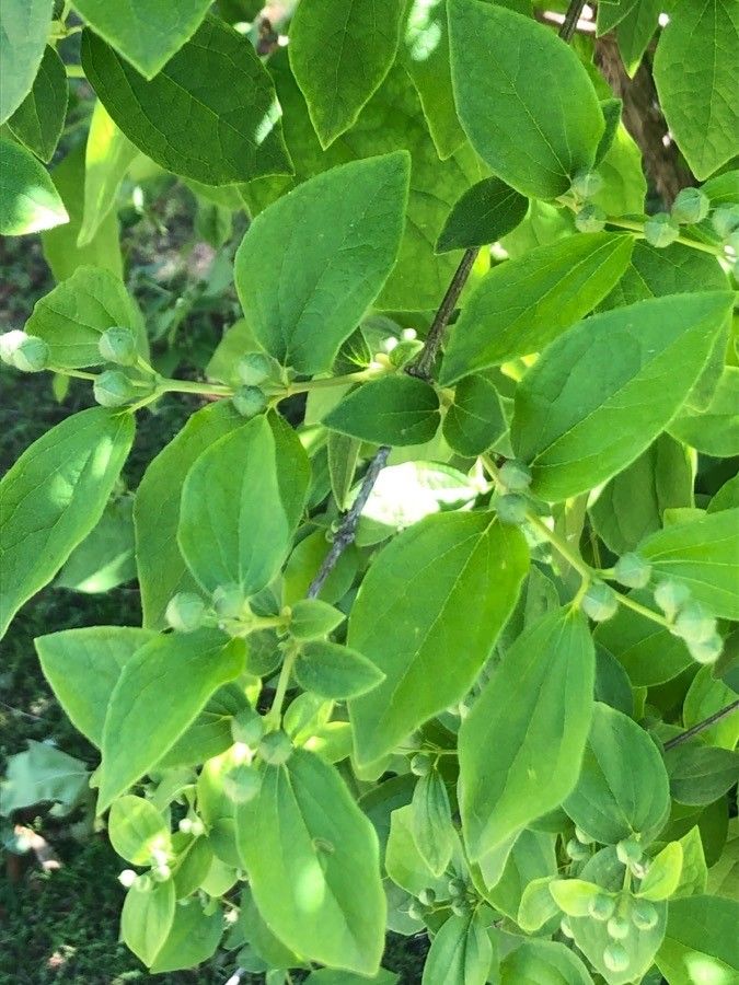 Philadelphus floridus