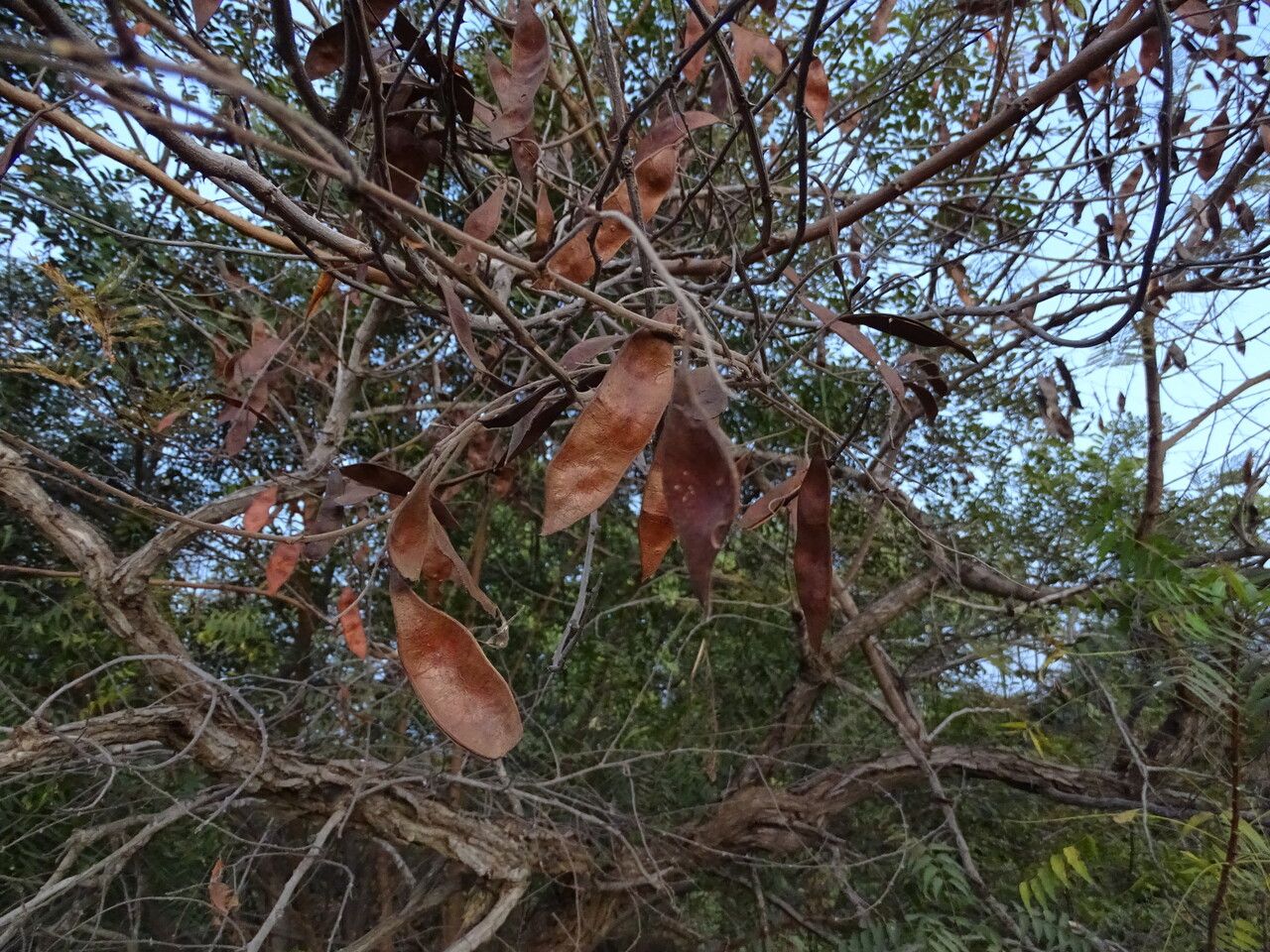 Acacia senegal fruit