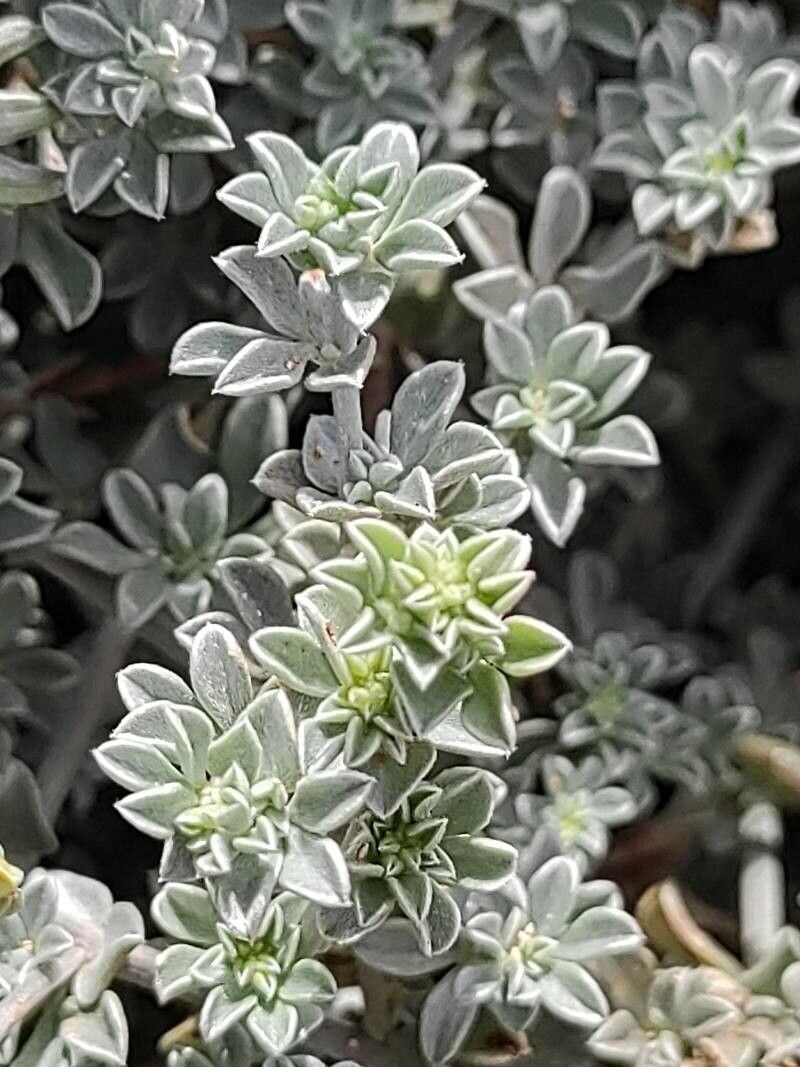 Lotus lancerottensis leaf