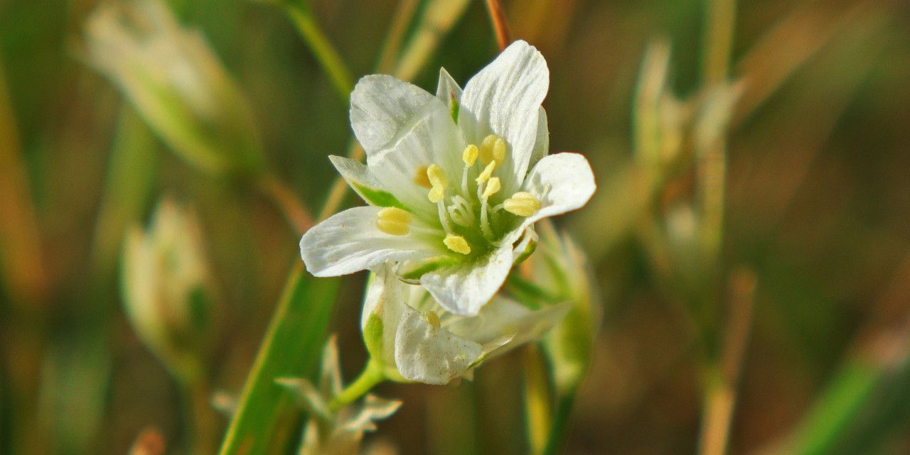 Moenchia graeca — related species from the same genus