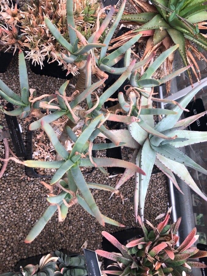 Aloe ramosissima leaf