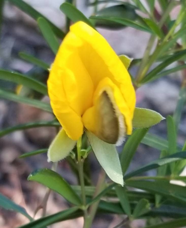 Gompholobium latifolium flower